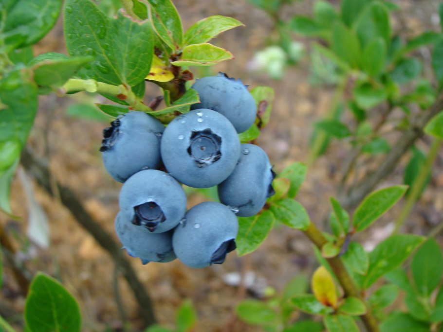 Голубика сорт Дюк