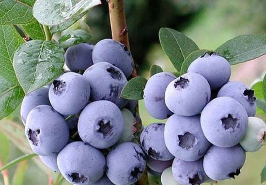 Голубика Аврора