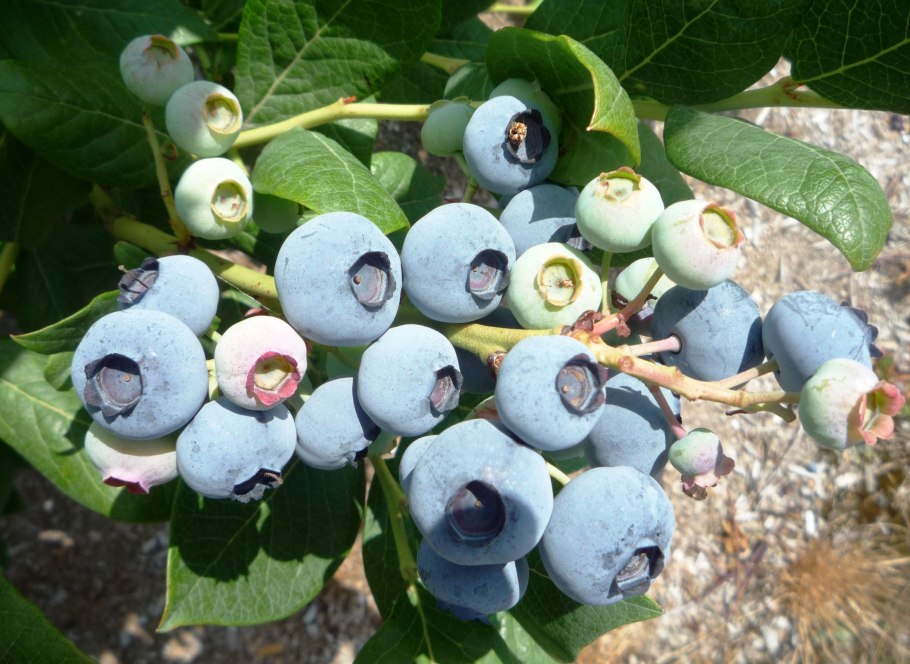Голубика Садовая дерево
