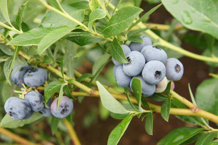 Голубика сорт Дюк