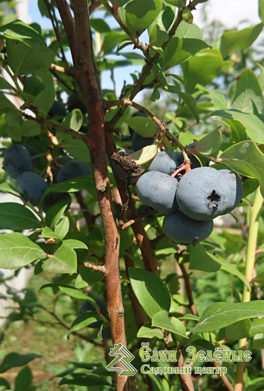 Голубика Блуберри