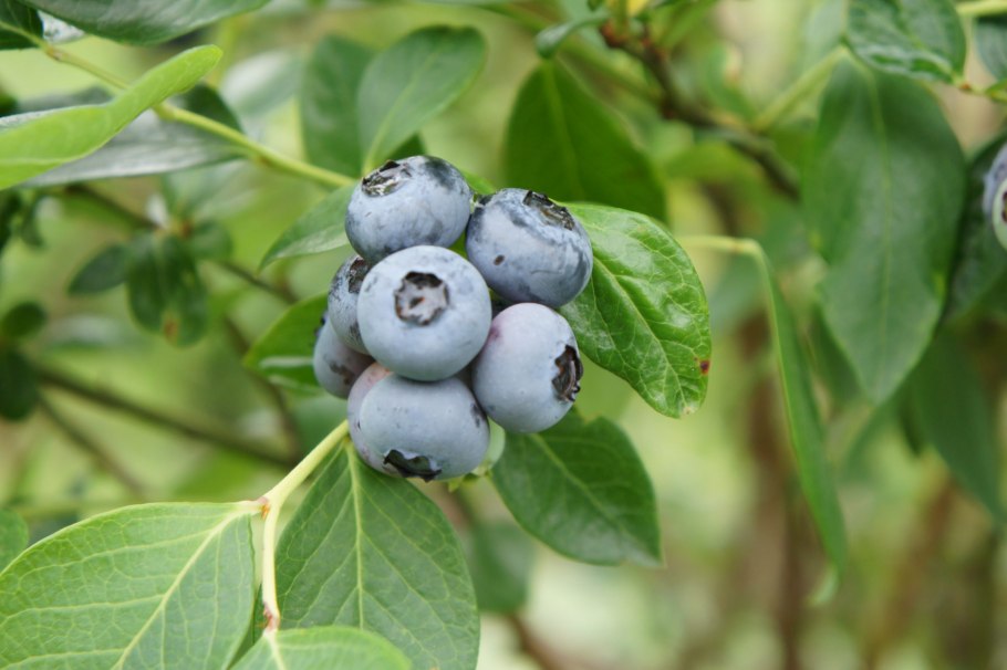 Голубика высокорослая Блюкроп