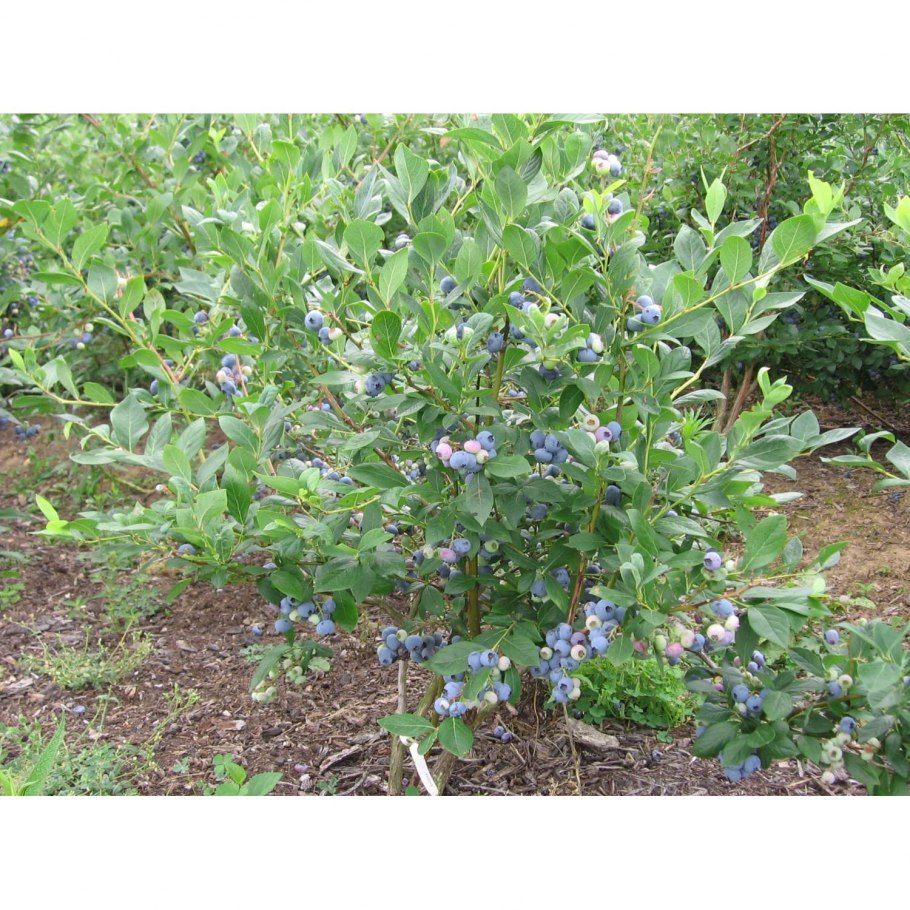 Голубика Садовая высокорослая