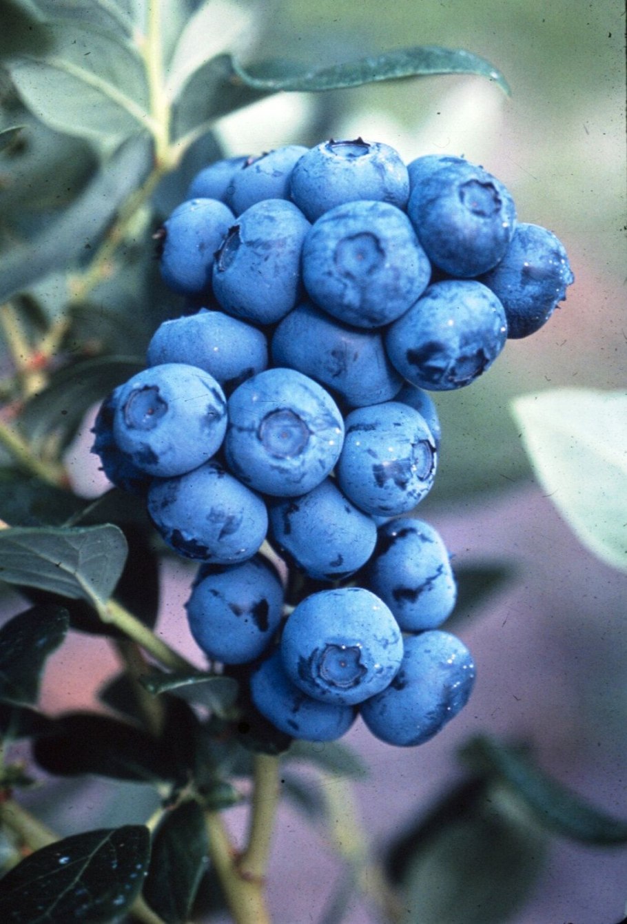 Голубика сорт дюк