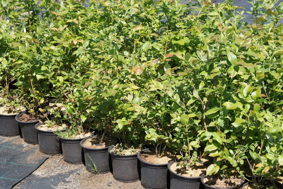 Голубика Садовая (Vaccinium corymbosum Pink Blueberry p9)