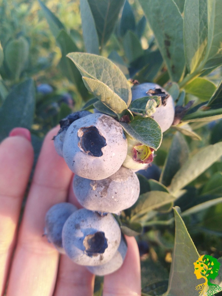 Американская голубика