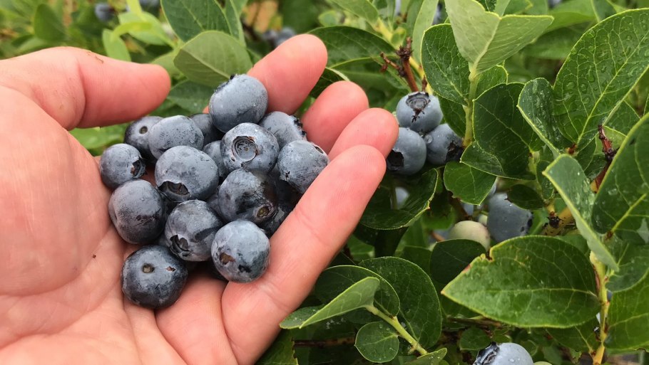 Голубика сорт торо