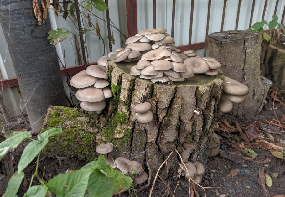Вырастить грибы из остатков грибов с помощью дрожжей