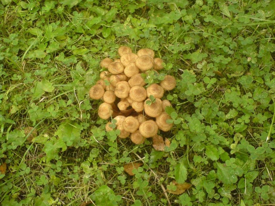 Опята растущие на земле