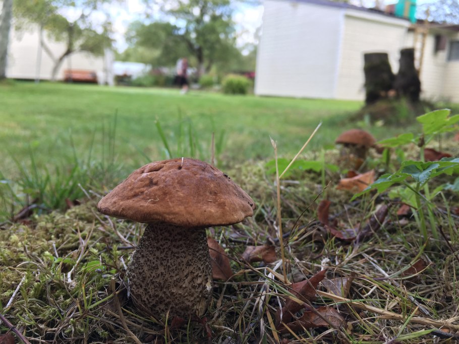 Шишечки грибочки на дороге парковке