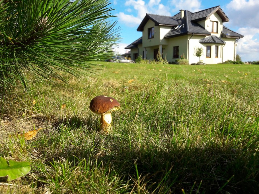 Боровики участки