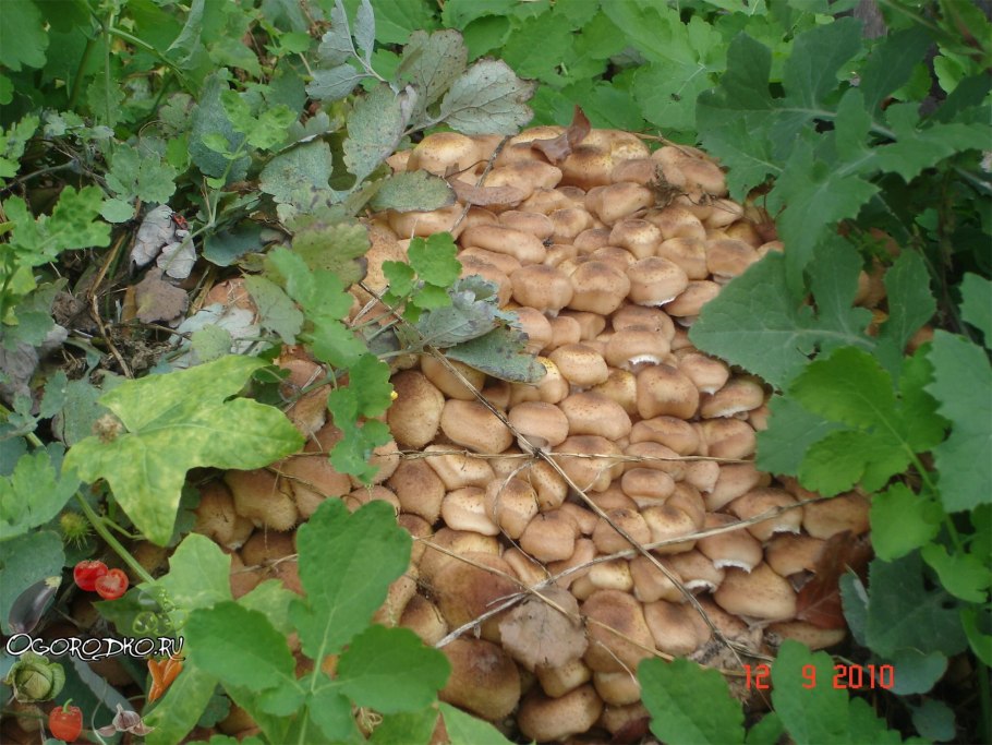 Шампиньоны на пне