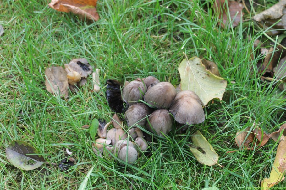 Грибы растут под солнцем