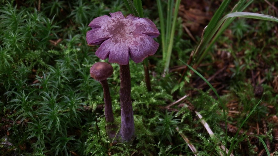 Гриб Laccaria amethystina.