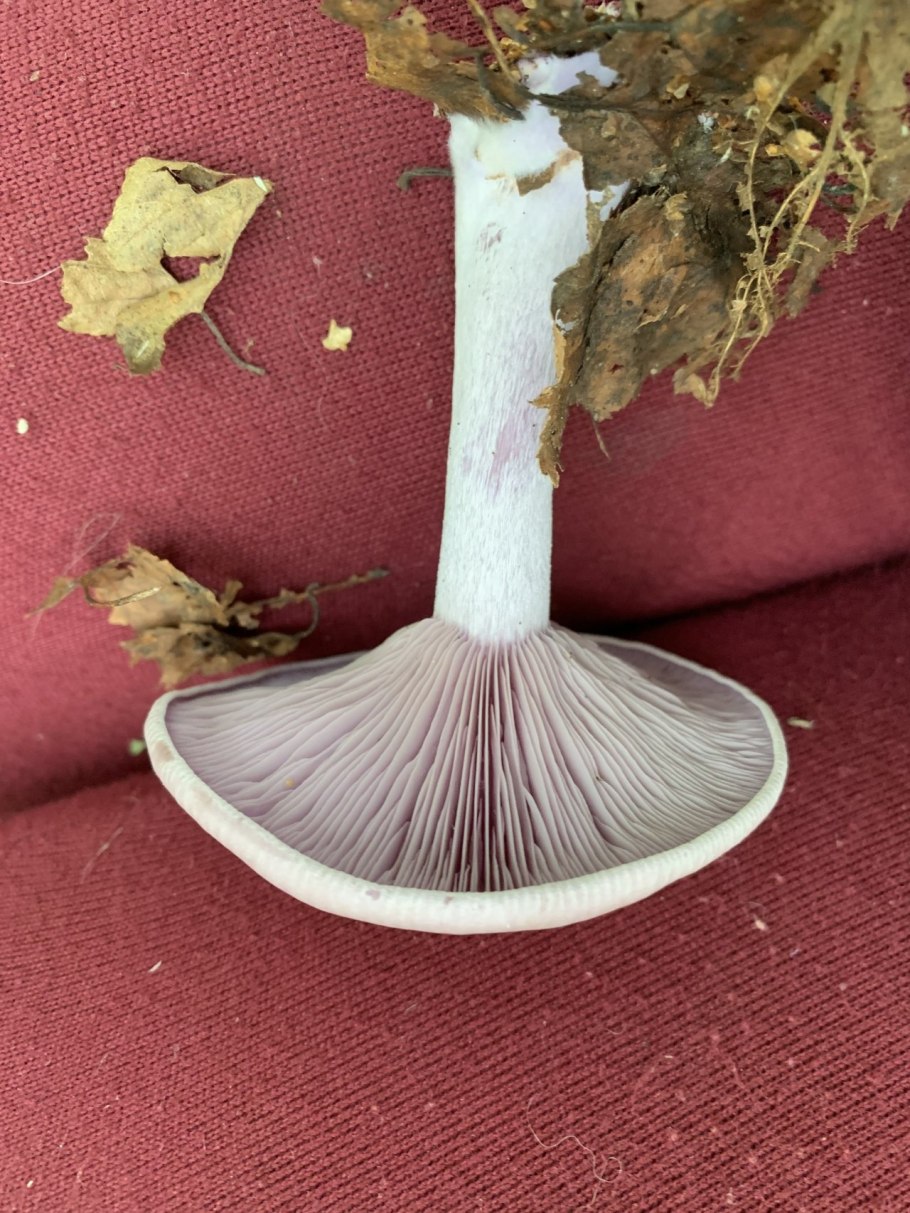 Гриб рядовка фиолетовая