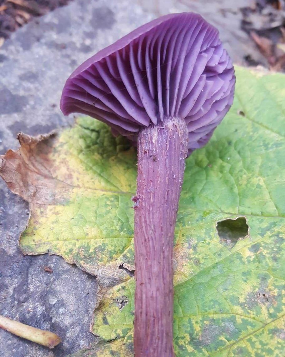 Радужный пурпурный гриб Elaeomyxa Cerifera