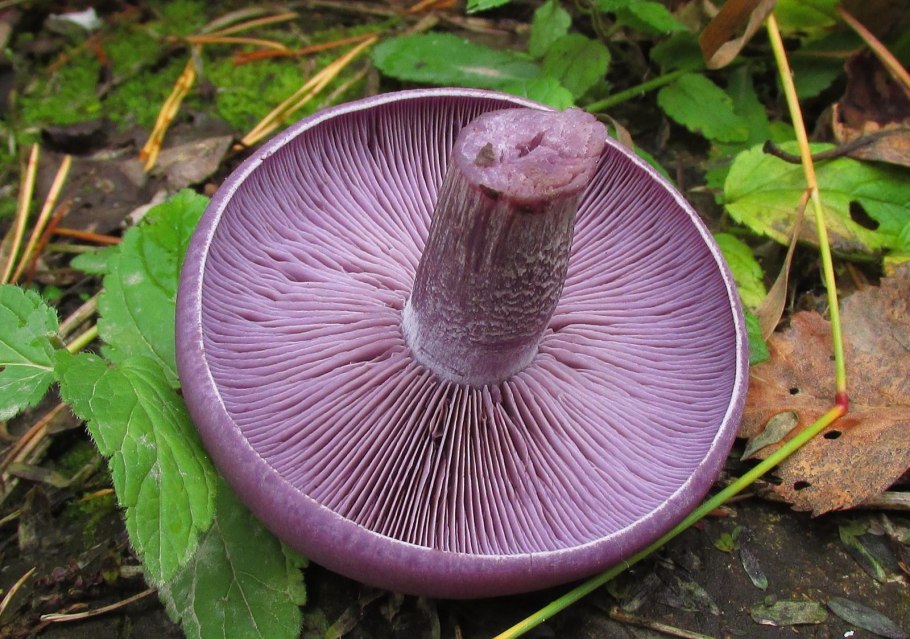 Лаковица Аметистовая / Amethyst Deceiver