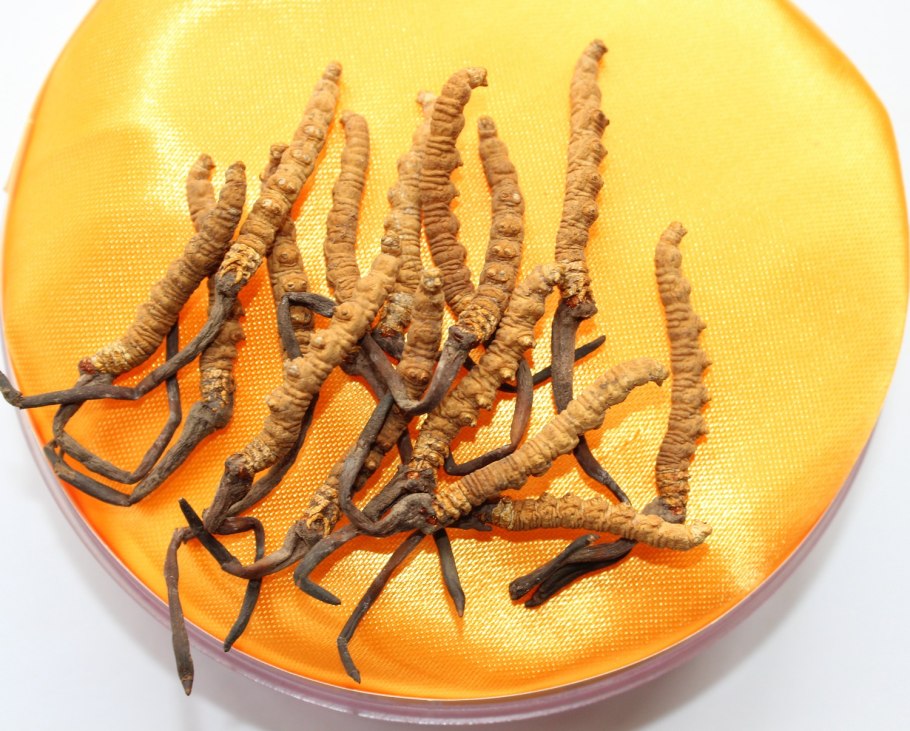 Кордицепс Синенсис гриб