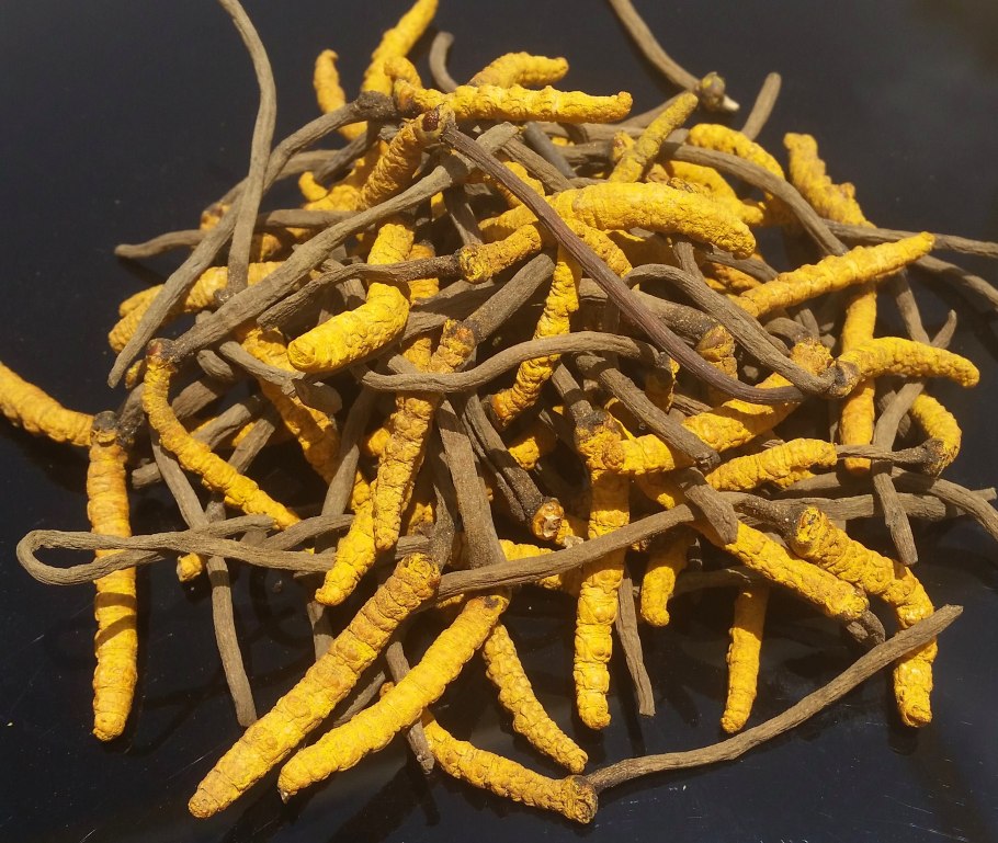 Кордицепс Синенсис