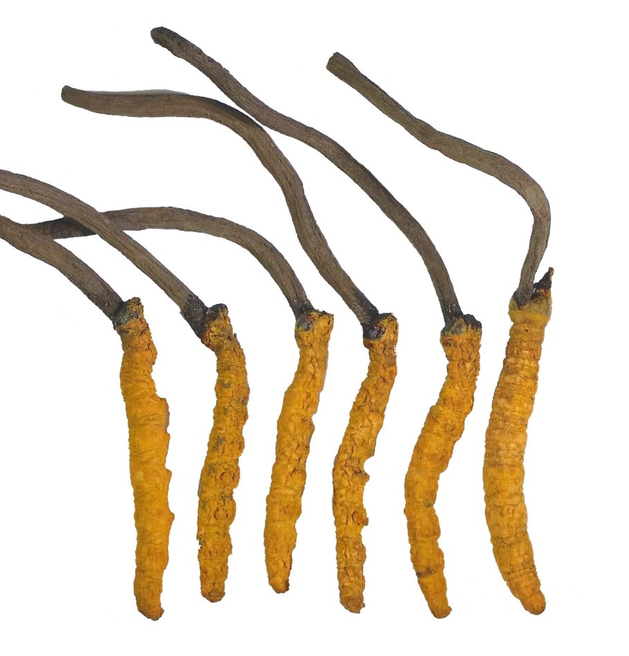 Склероций Cordyceps.