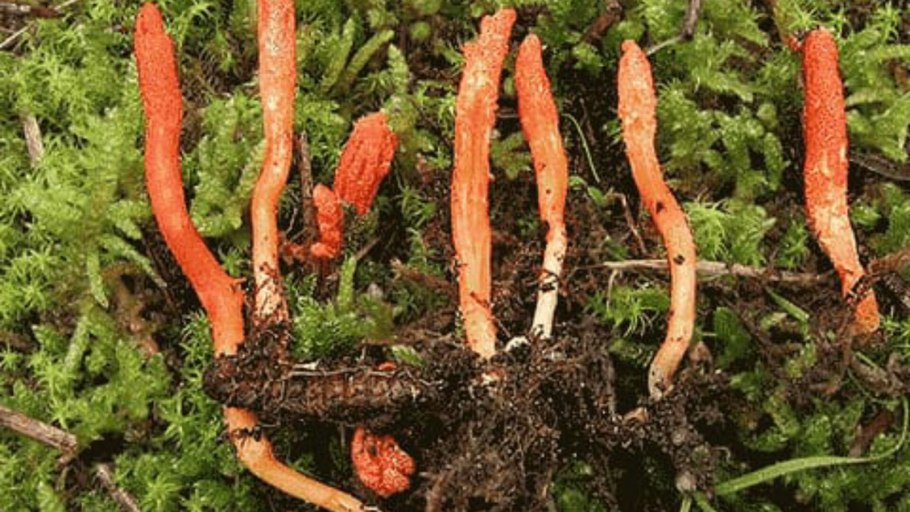 Кордицепс militaris