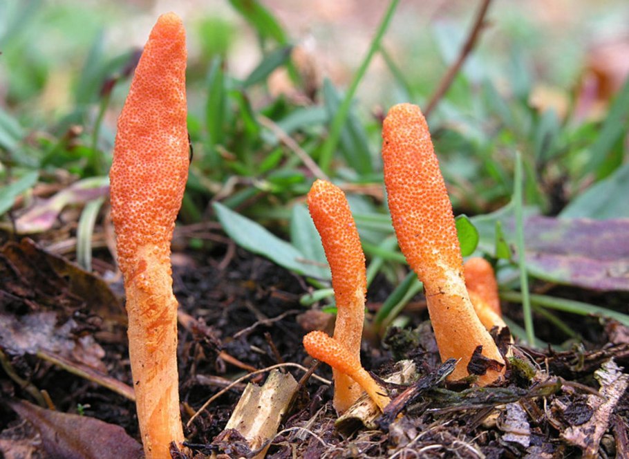 Cordyceps sinensis