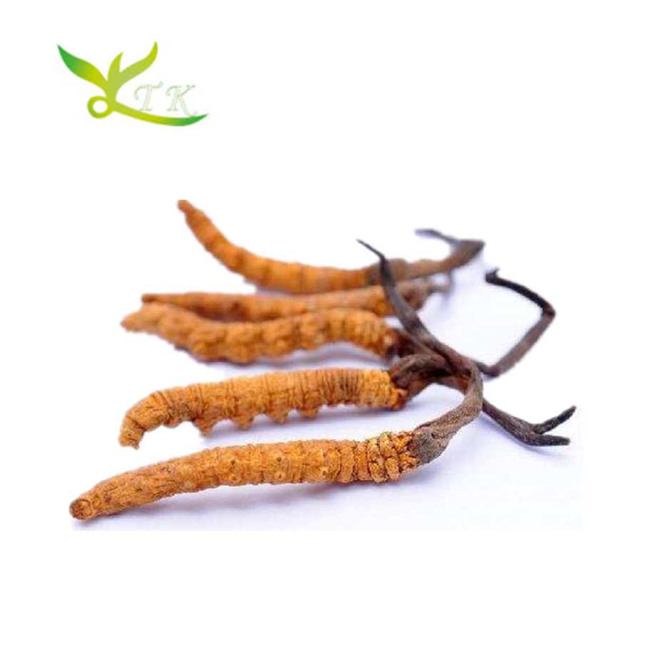 Cordyceps sinensis кордицепс