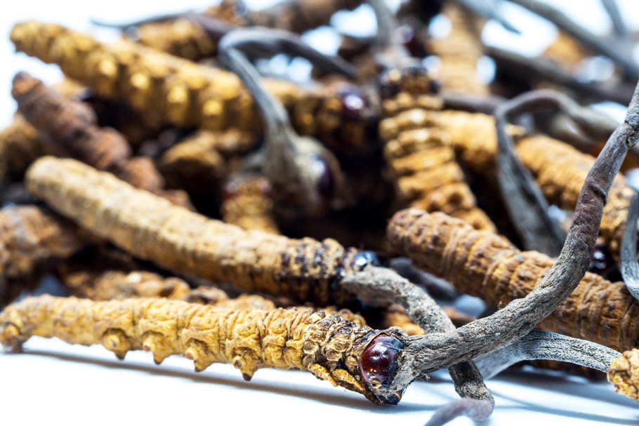 Хищные грибы кордицепс