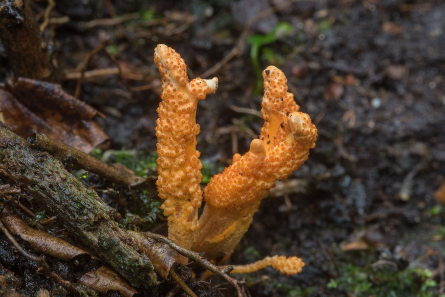 Кордицепс китайский