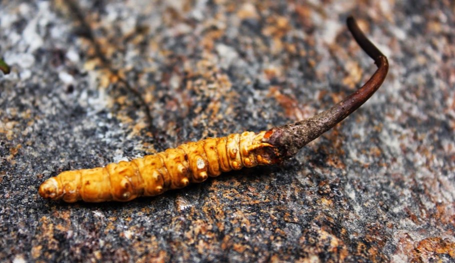 Кордицепс однобокий