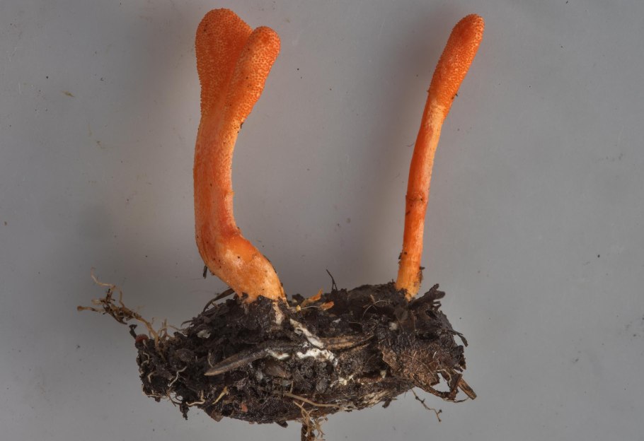 Гриб кордицепс военный