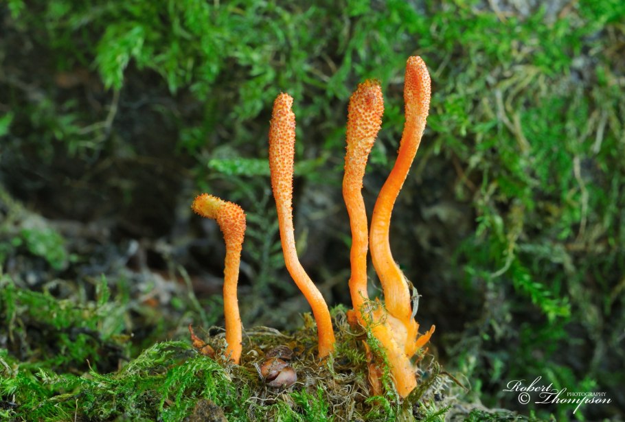 Кордицепс офиоглоссовидный