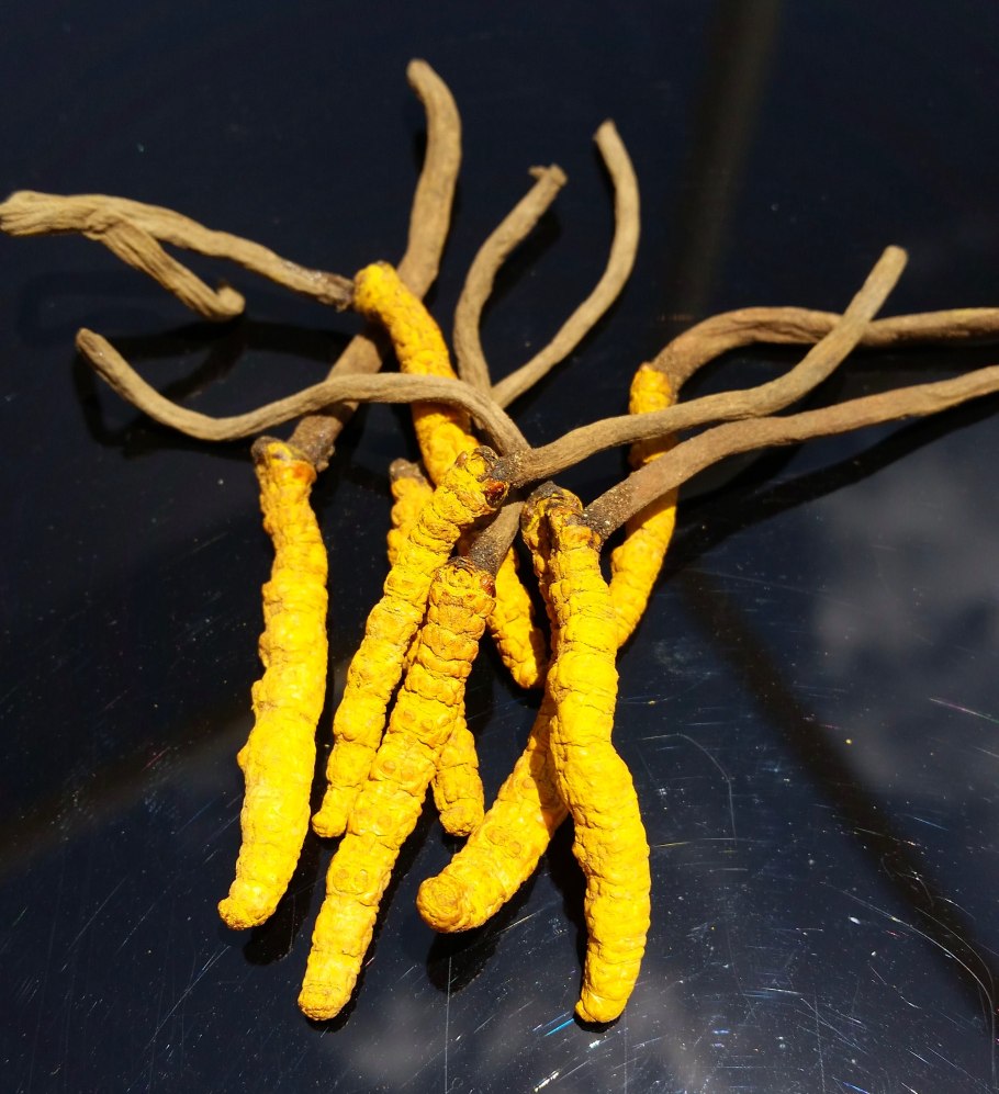 Кордицепс sinensis