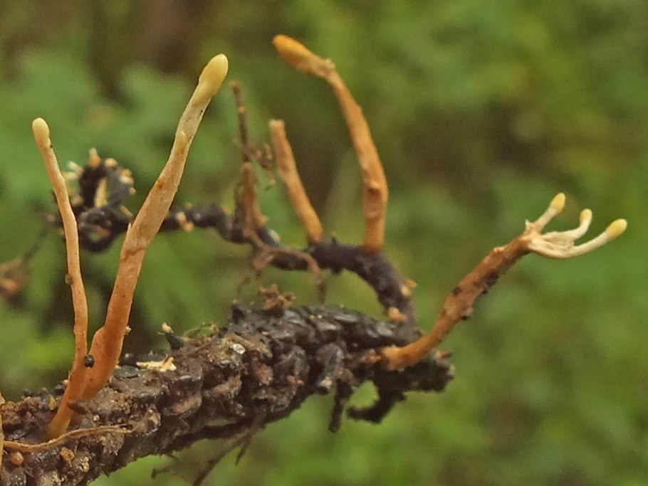 Гриб кордицепс в России