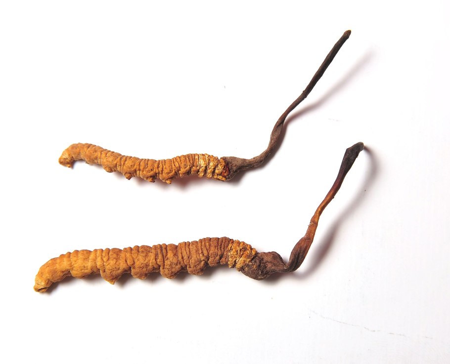 Cordyceps militaris