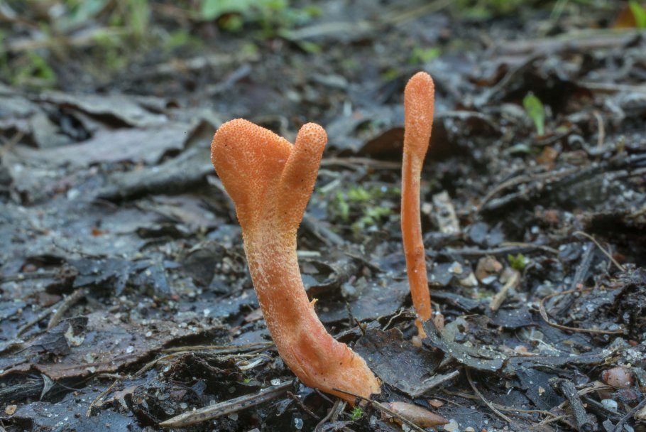 Грипп кордицепс