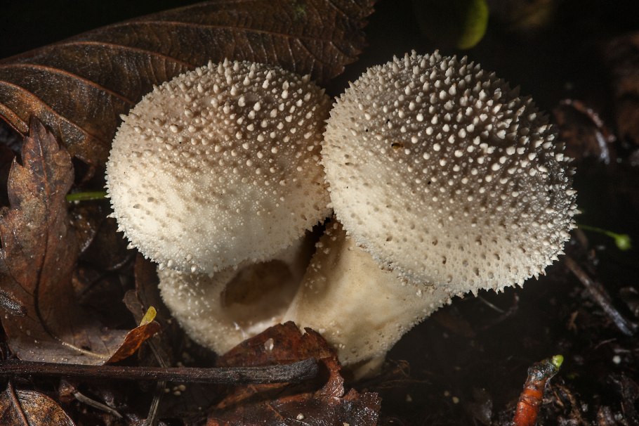 Гриб Lycoperdon perlatum