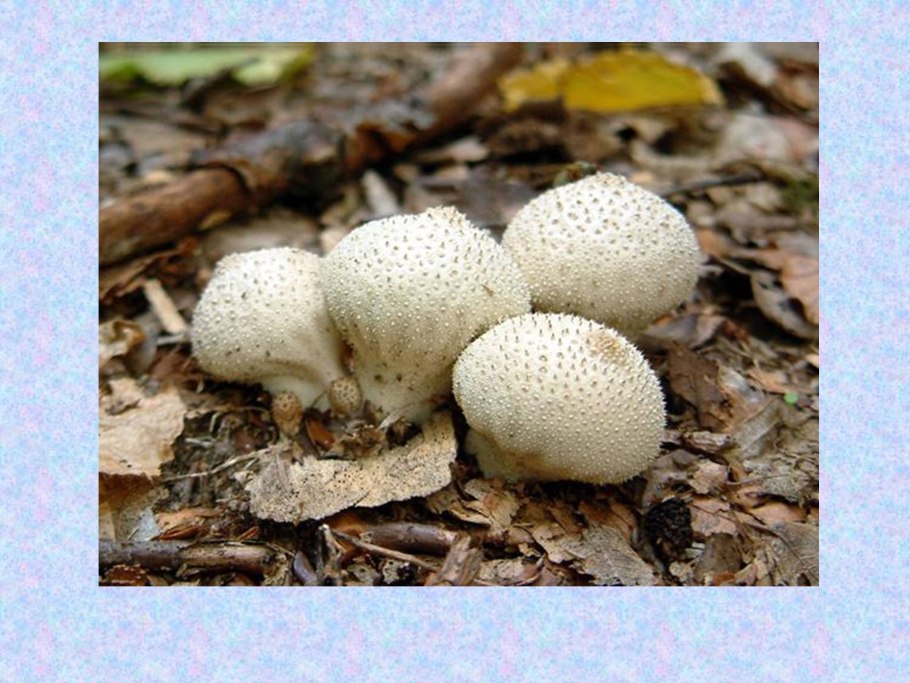 Волчий табак гриб