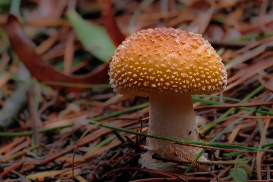 Красивые грибы