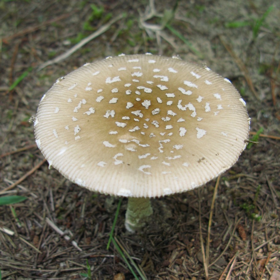 Мухомор порфировый (серый)