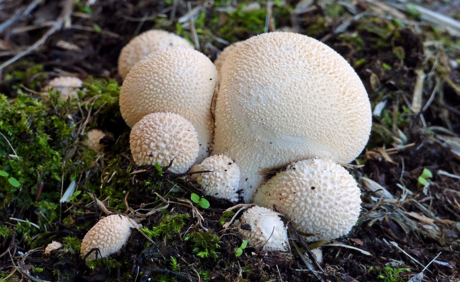 Грибы дождевик (Lycoperdon pyriforme)