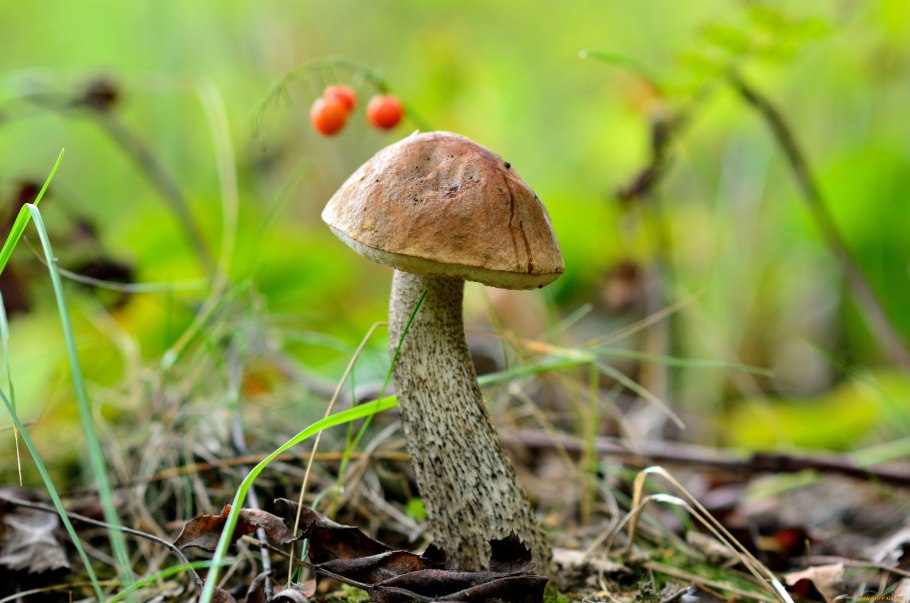 Подосиновик подберезовик обабок