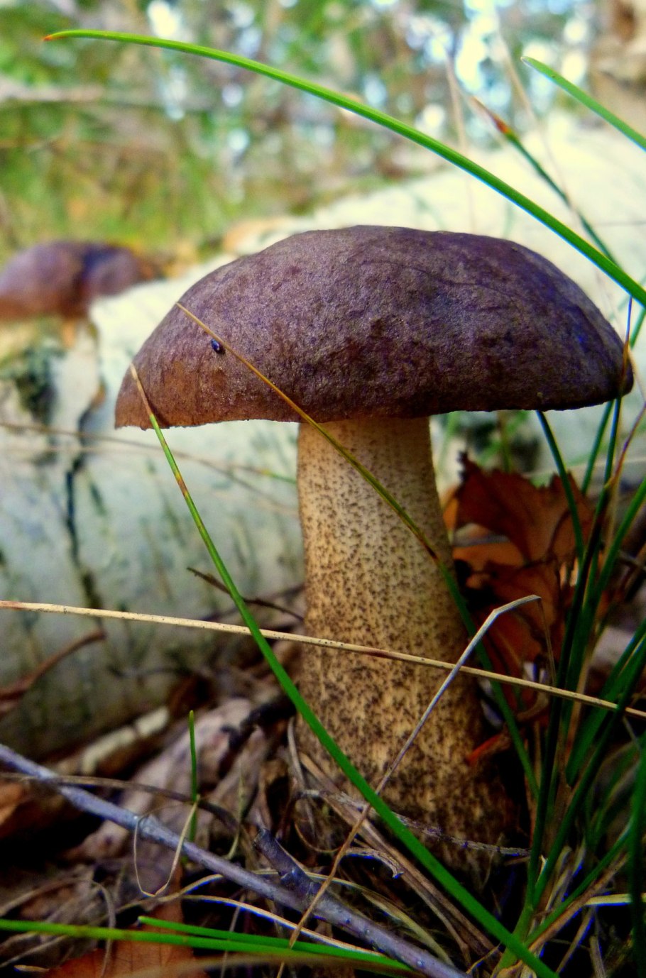 Съедобные грибы подберезовик