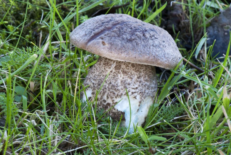 Березовик розовеющий