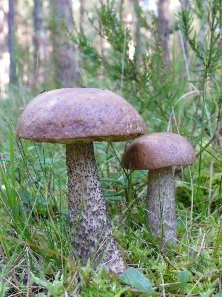 Гриб подберезовик маленький