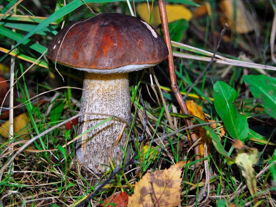 Подберезовик обабок