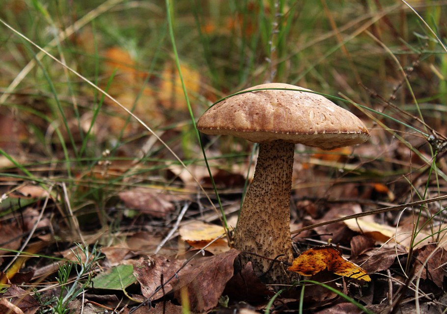 Береза и подберезовик