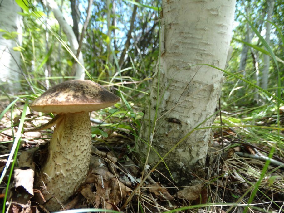 Leccinum rufum