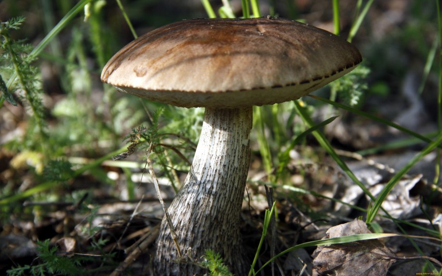 Подберезовик обабок