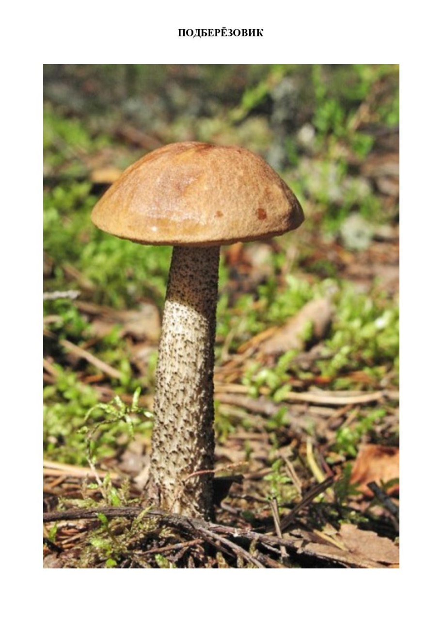 Березовик подберезовик